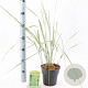 Calamagrostis acut. 'Overdam' 30-40 cm 2,0L