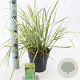 Calamagrostis acut. 'Overdam' 30-40 cm 2,0L