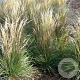 Calamagrostis acut. 'Overdam' GM P9