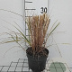Calamagrostis acut. 'Overdam' GM 2,0L