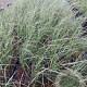 Calamagrostis acut. 'Overdam' GM 2,0L