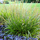 Calamagrostis 'Cheju-do' GM P9