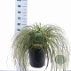 Carex Feather Falls 30-40 cm 12L