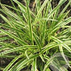 Carex morrowii Vanilla Ice GM P9
