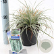 Carex oshim. Everest 20-25 cm 2,0L