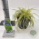 Carex oshim. 'Evergold' 20-25 cm 2,0L