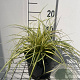 Carex oshim. 'Evergold' GM 2,0L