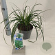 Carex oshim. 'Evergreen' 20-25 cm 2,0L