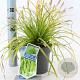 Carex oshim. 'Everillo' 20-25 cm 2,0L