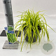 Carex oshim. 'Everillo' 20-25 cm 2,0L