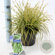 Carex oshim. 'Eversheen' 20-25 cm 2,0L