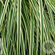 Carex oshim. 'Goldwell' GM P9