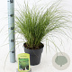 Carex 'Phoenix Green' 20-25 cm 2,0L