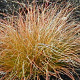 Carex testacea GM P9