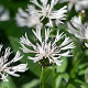 Centaurea montana 'Sky Jep' GM P9