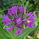 Centaurea montana 'Violetta' GM P9