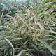 Chasmanthium latifolium 'River Mist GM P9