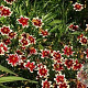 Coreopsis 'Ruby Frost' GM P9