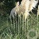 Cortaderia 'Lime Green Mistral' GM P9