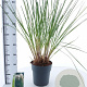 Cortaderia selloana 60-80 cm 12L