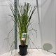 Cortaderia s. 'Pink Feather' 50-60 cm 6,5L