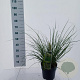 Cortaderia s. Tiny Pampa 50-60 cm 6,5L