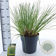 Cortaderia s. Tiny Pampa 50-60 cm 12L