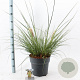 Cortaderia s. Tiny Pampa 50-60 cm 12L
