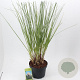 Cortaderia s. Tiny Pampa 50-60 cm 12L