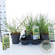 Cortaderia s. Tiny Pampa 60 cm 2,0L
