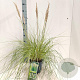 Cortaderia s. Tiny Pampa 60 cm 3,0L