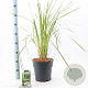 Cortaderia s. 'White Feather' 50-60 cm 5,0L