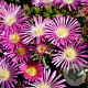 Delosperma 'Lesotho Pink' GM P9