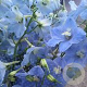 Delphinium (B) 'Ballkleid' GM  P11