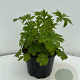 Delphinium (P) 'Black Knight' GM 2,0L