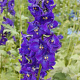Delphinium (B) 'Kleine Nachtmusik' GM  P11