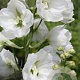 Delphinium (E) 'Moonbeam' GM  P11