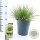Deschampsia cesp. 'Tardiflora' 60-80 cm 6,5L