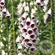 Digitalis purp. 'Pam's Choice' GM P9