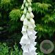 Digitalis purp. 'Snow Thimble' GM P9