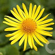 Doronicum or. 'Magnificum' GM P9