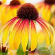 Echinacea 'Fiery Meadow Mama' GM P9