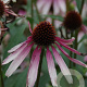 Echinacea 'JS Engeltje' GM P9