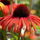 Echinacea 'Postman' GM P9