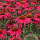 Echinacea 'Sensation Pink' GM P9