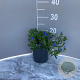 Lithodora d. 'Heavenly Blue' GM 2,0L