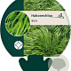 Hakonechloa macra GM P9