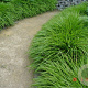 Hakonechloa macra GM P9
