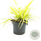 Hakonechloa macra 'All Gold' GM 2,0L