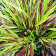 Hakonechloa macra 'Beni-kaze' GM 2,0L